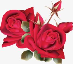精美红色玫瑰花素材