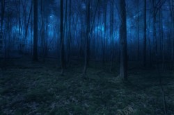 神秘蓝色森林绿草地背景