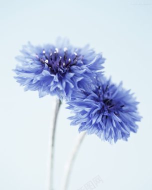 蓝色梦幻花朵背景