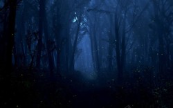 恐怖诡异夜晚安静恐怖诡异树林高清图片