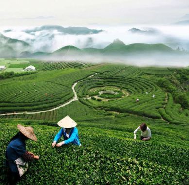 茶农采茶辽阔茶园背景