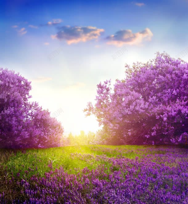 阳光下紫色花朵绿草地jpg设计背景_88icon https://88icon.com 紫色 花树 花朵 绿色草地 阳光 云朵 