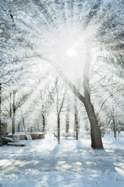 郊外雪景风光冬天的公园高清图片