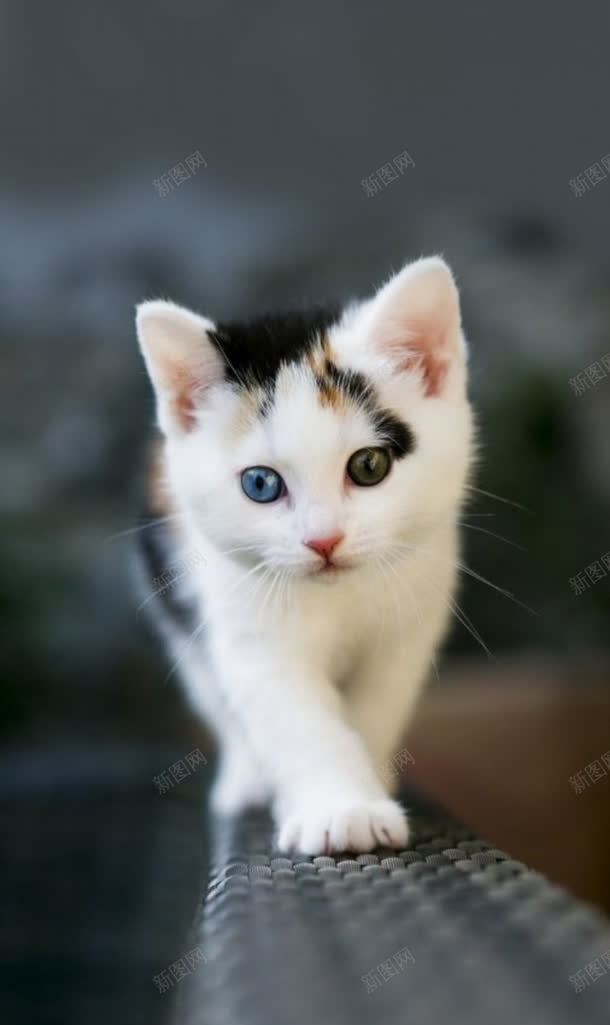 大眼可爱猫咪姿势jpg设计背景_88icon https://88icon.com 可爱 姿势 大眼 猫咪 动物 哺乳动物
