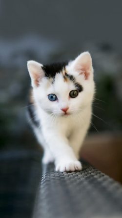 哺乳姿势大眼可爱猫咪姿势高清图片