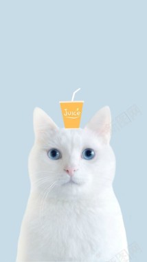 白色小猫头上的果汁背景