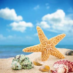 海螺与沙滩图片蓝天白云与沙滩背景高清图片