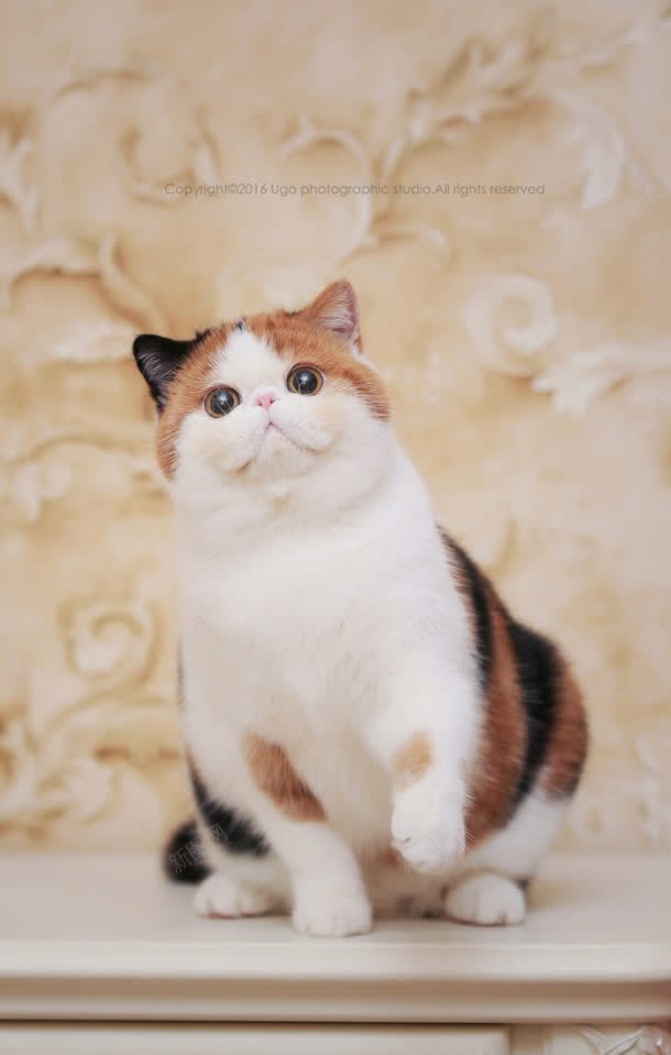 可爱肥胖的花猫jpg设计背景_88icon https://88icon.com 可爱 素材 肥胖