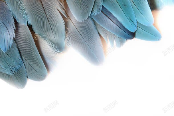 蓝色羽毛jpg设计背景_88icon https://88icon.com 其它类别 动物 图片素材 空中飞鸟 羽毛 背景花边 蓝色 蓝色羽毛图片 蓝色羽毛图片素材下载