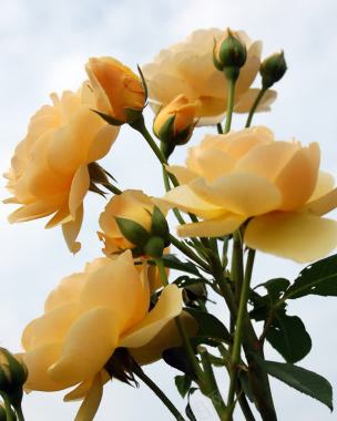 黄色娇艳开放的玫瑰花背景