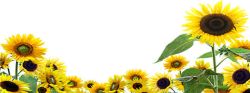 黄色花海向日葵花朵背景海报高清图片