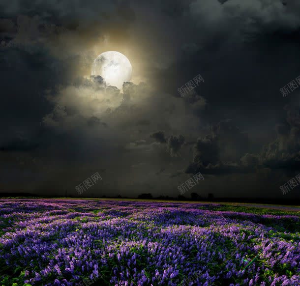 夜晚的花朵jpg设计背景_88icon https://88icon.com 其它类别 图片素材 夜晚 夜晚的花朵图片 夜晚的花朵图片素材下载 天空 月亮 植物 紫色 背景花边 花朵 薰衣草