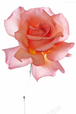 粉色玫瑰唯美浪漫背景