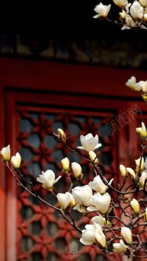 故宫博物院照片花朵背景