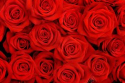 红玫瑰花边红色玫瑰花背景高清图片