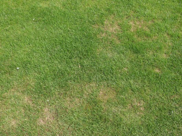 草坪草皮地面材质贴图jpg设计背景_88icon https://88icon.com 地面 材质 草坪 草皮