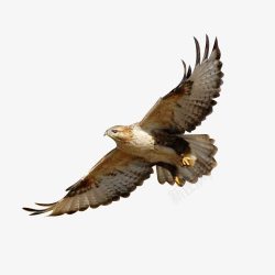 飞翔的老鹰水墨画飞翔的雏鹰高清图片