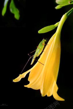 黄色花朵是的绿色螳螂背景