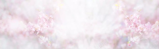 粉色梦幻樱花树枝海报背景背景