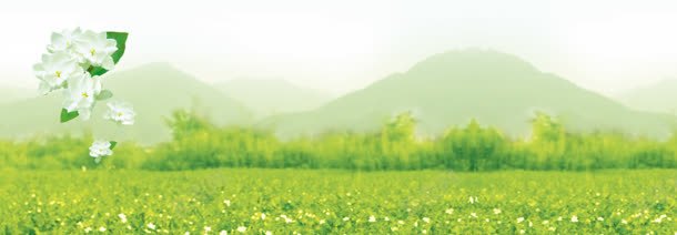 茉莉花茶清新背景bannerjpg设计背景_88icon https://88icon.com banner 清新 背景 花茶 茉莉