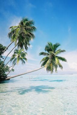夏威夷岛屿椰子树海报背景背景