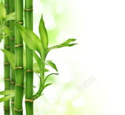水竹富贵竹背景高清图片