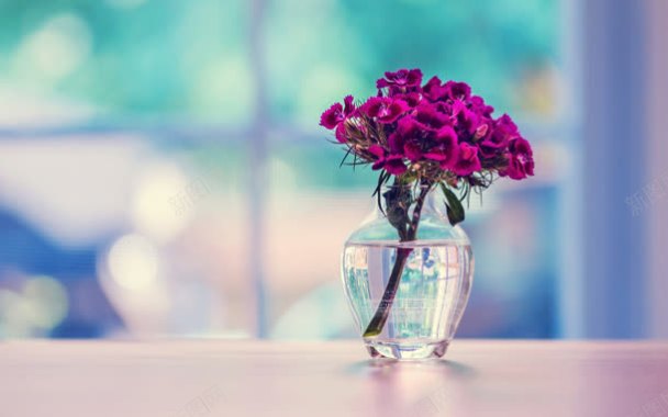 景深效果紫色花朵桌面窗户背景背景