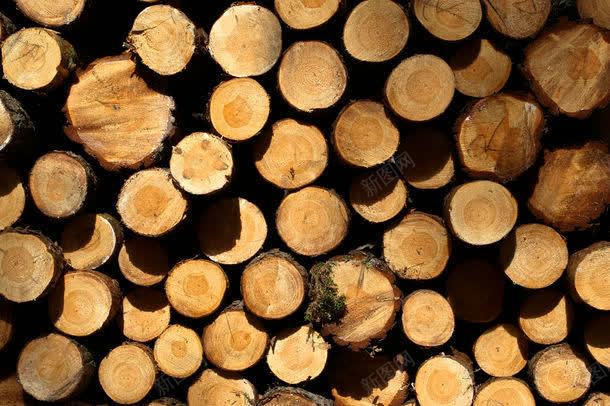 一堆木材jpg设计背景_88icon https://88icon.com 一堆 一堆木材图片 一堆木材图片素材下载 其它类别 图片素材 年轮 木头 木材 树木 背景花边