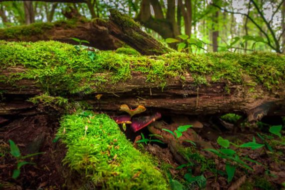 深林中长满苔藓的腐木背景