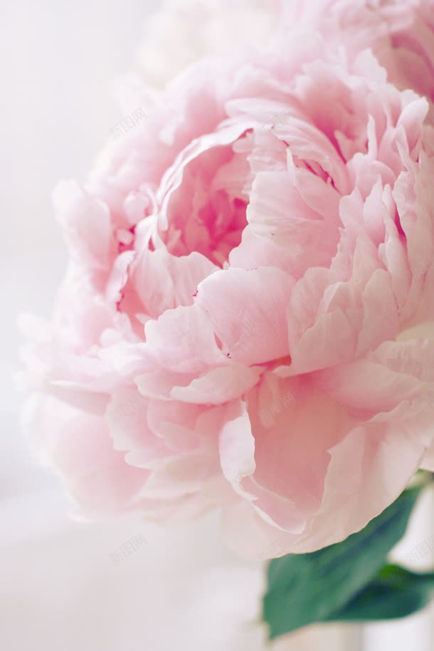 粉色梦幻开放的花朵jpg设计背景_88icon https://88icon.com 开放 梦幻 粉色 花朵