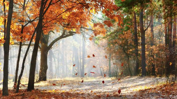 秋天枫林树叶背景