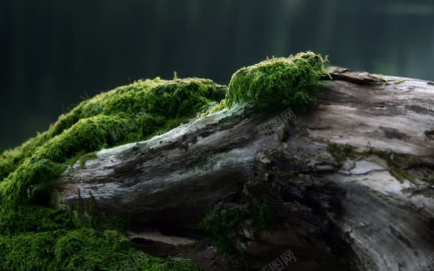 枯树绿色苔藓海报背景背景
