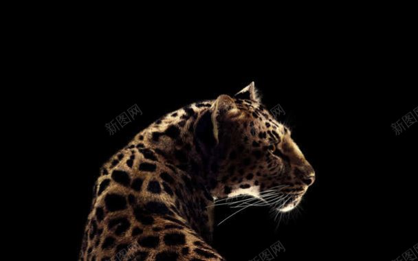 豹子转头的动物黑色背景背景