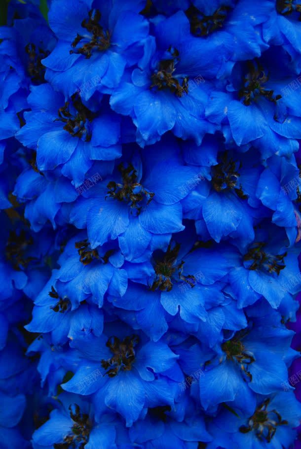 蓝色梦幻花朵装饰jpg设计背景_88icon https://88icon.com 梦幻 花朵 蓝色 装饰