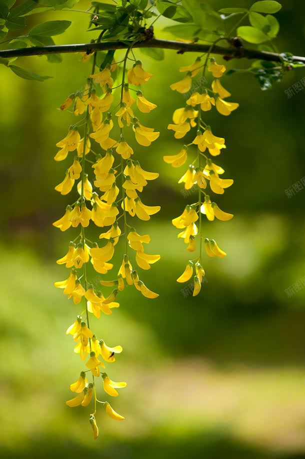 树枝上垂落的黄色花朵jpg设计背景_88icon https://88icon.com 垂落 树枝 花朵 黄色