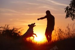 刷牙的男人狗狗夕阳下的狗狗与男人高清图片