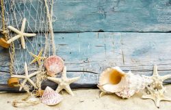 渔网的的海星图片沙滩上的贝壳高清图片