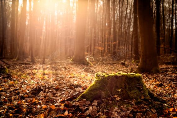 秋季深林树桩景色海报背景背景