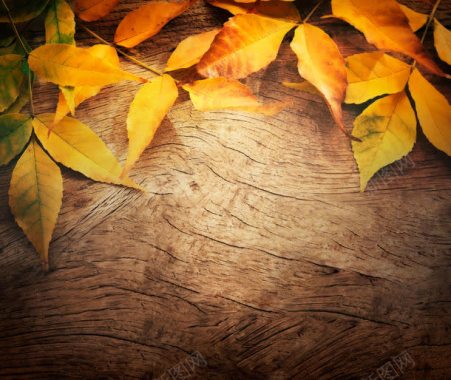 木板上的落叶背景背景