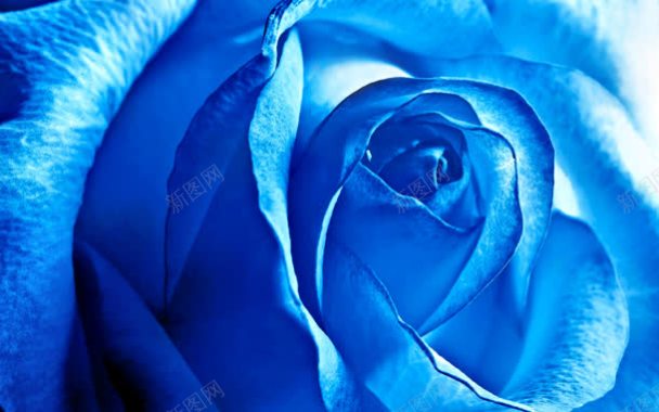 壁纸色泽迷人的蓝色妖姬蓝玫瑰背景