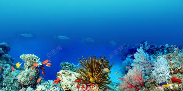 深海下的鱼群珊瑚背景