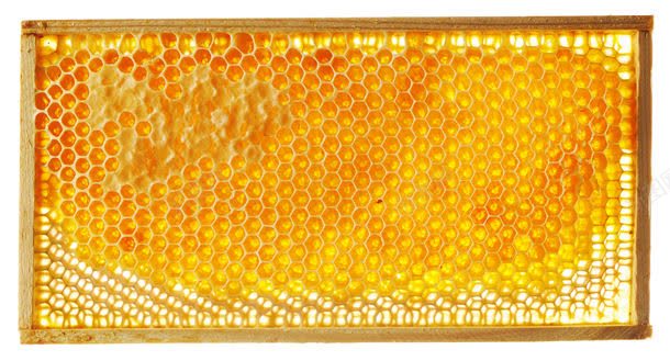 蜂窝里的蜜糖jpg设计背景_88icon https://88icon.com 图片素材 底纹背景 昆虫 背景花边 蜂巢 蜂窝 蜂窝里德蜜糖 蜂窝里的蜜糖图片 蜂窝里的蜜糖图片素材下载 蜂蜜 蜜蜂 蜜蜂窝 食物 餐厅美食