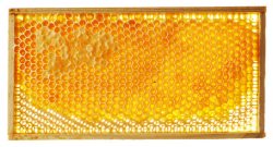 高清精品蜂巢蜂窝里的蜜糖高清图片