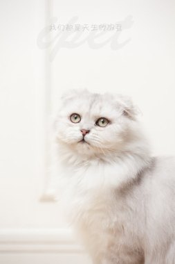 白色抬头的波斯猫背景