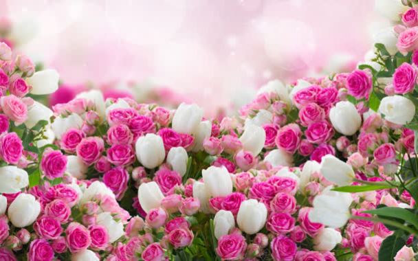 白色郁金香粉色玫瑰背景背景