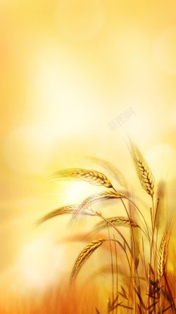 丰收的季节金色麦穗高清图片