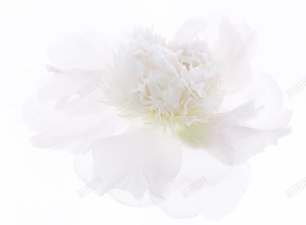 梦幻白色花朵花瓣jpg设计背景_88icon https://88icon.com 梦幻 白色 花朵 花瓣