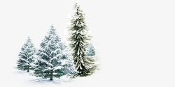 被雪覆盖的雪松装饰松树高清图片