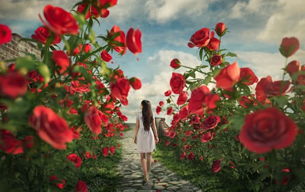 玫瑰花丛里行走的女孩背景