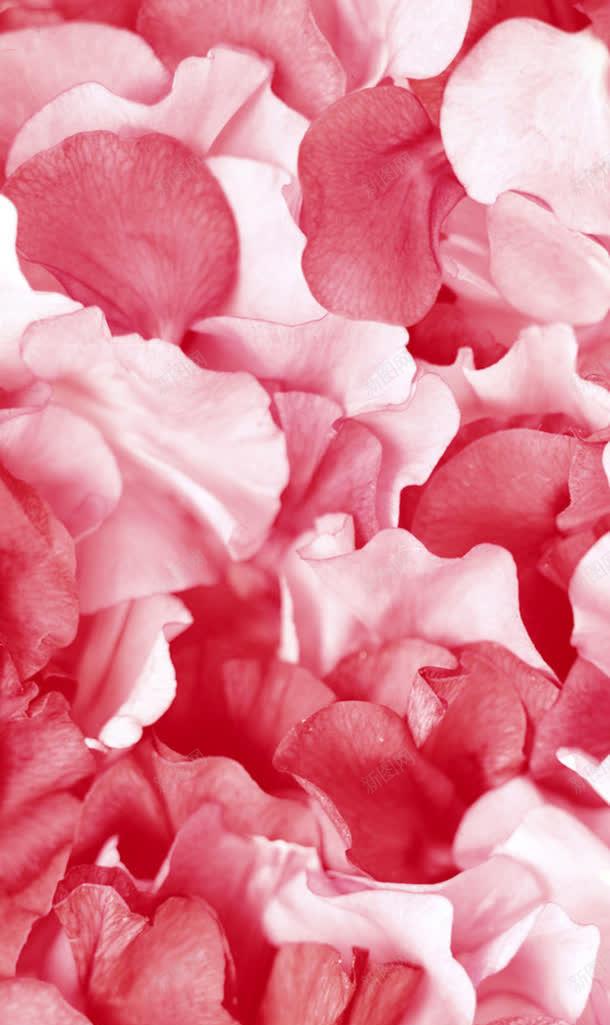 粉色红色花瓣壁纸jpg设计背景_88icon https://88icon.com 壁纸 粉色 红色 花瓣